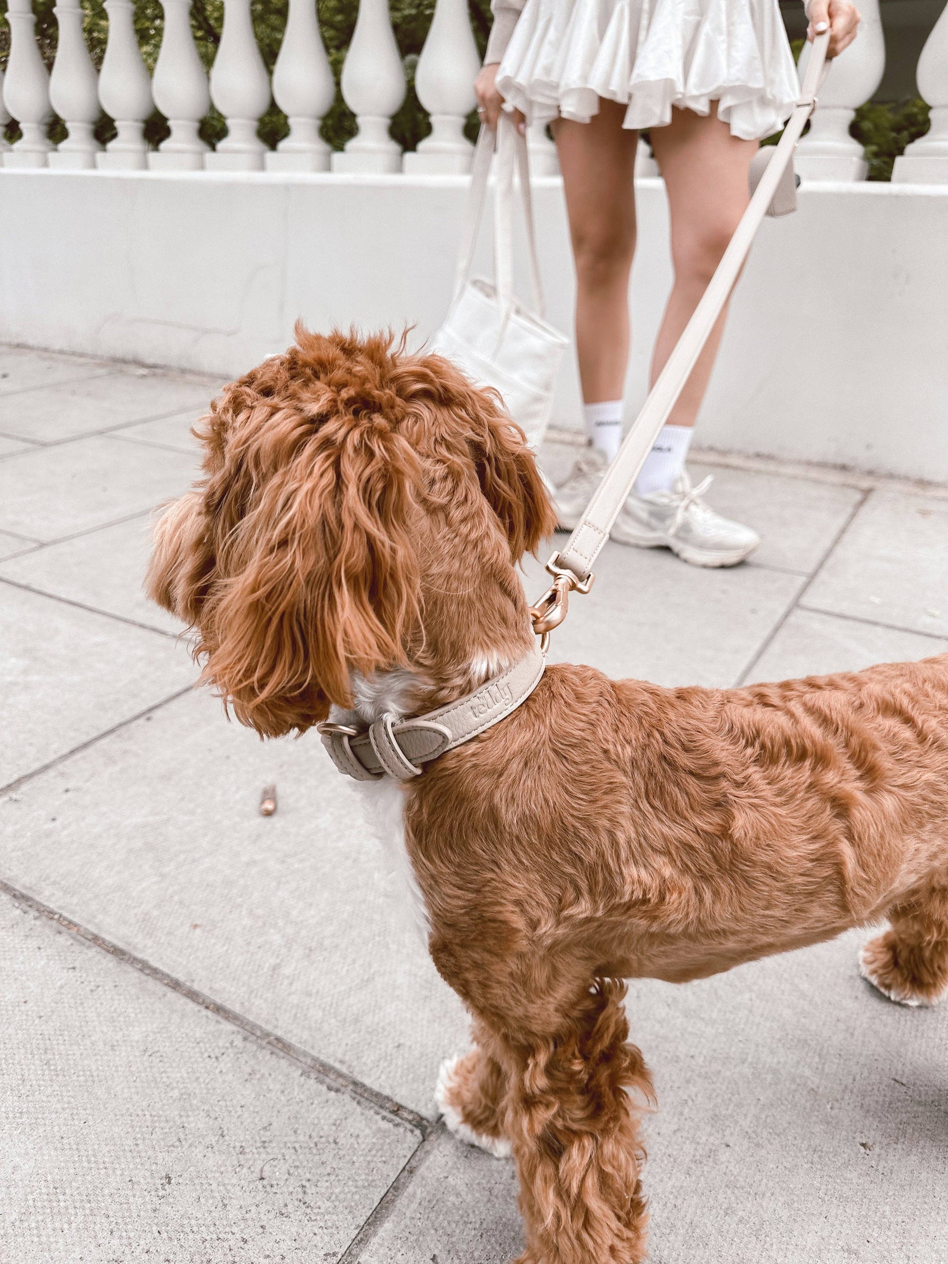Hund mit Halsband Studio Collar Hazelnut – Studio Neva