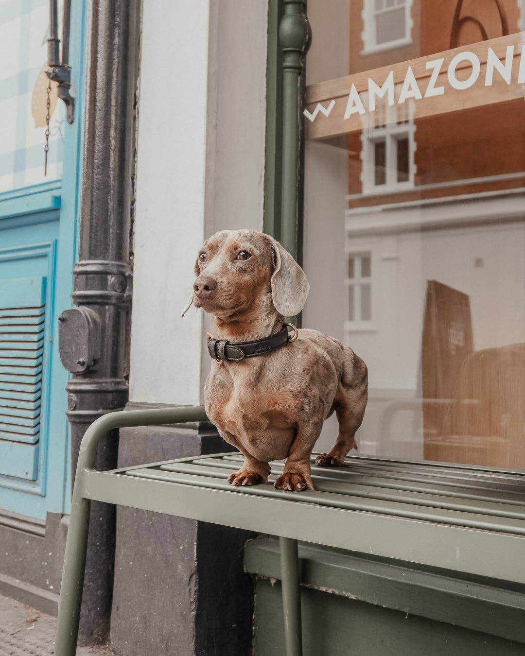 Hundehalsband Studio Collar Chocolate – By Teddy