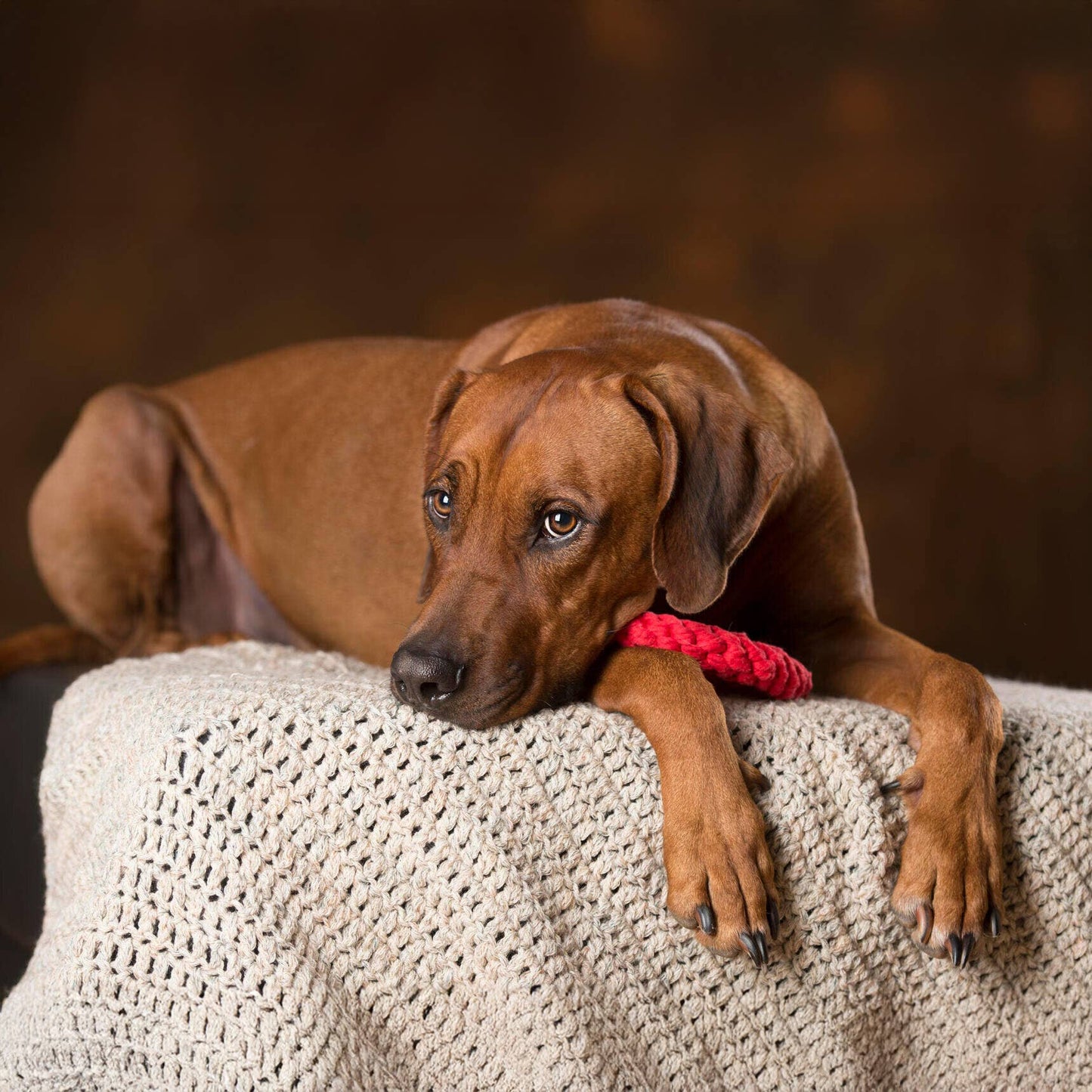 Hundespielzeug Paula Peace Love Playtime – Studio Neva