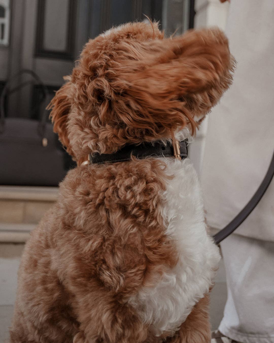 Hundehalsband Studio Collar Chocolate – By Teddy