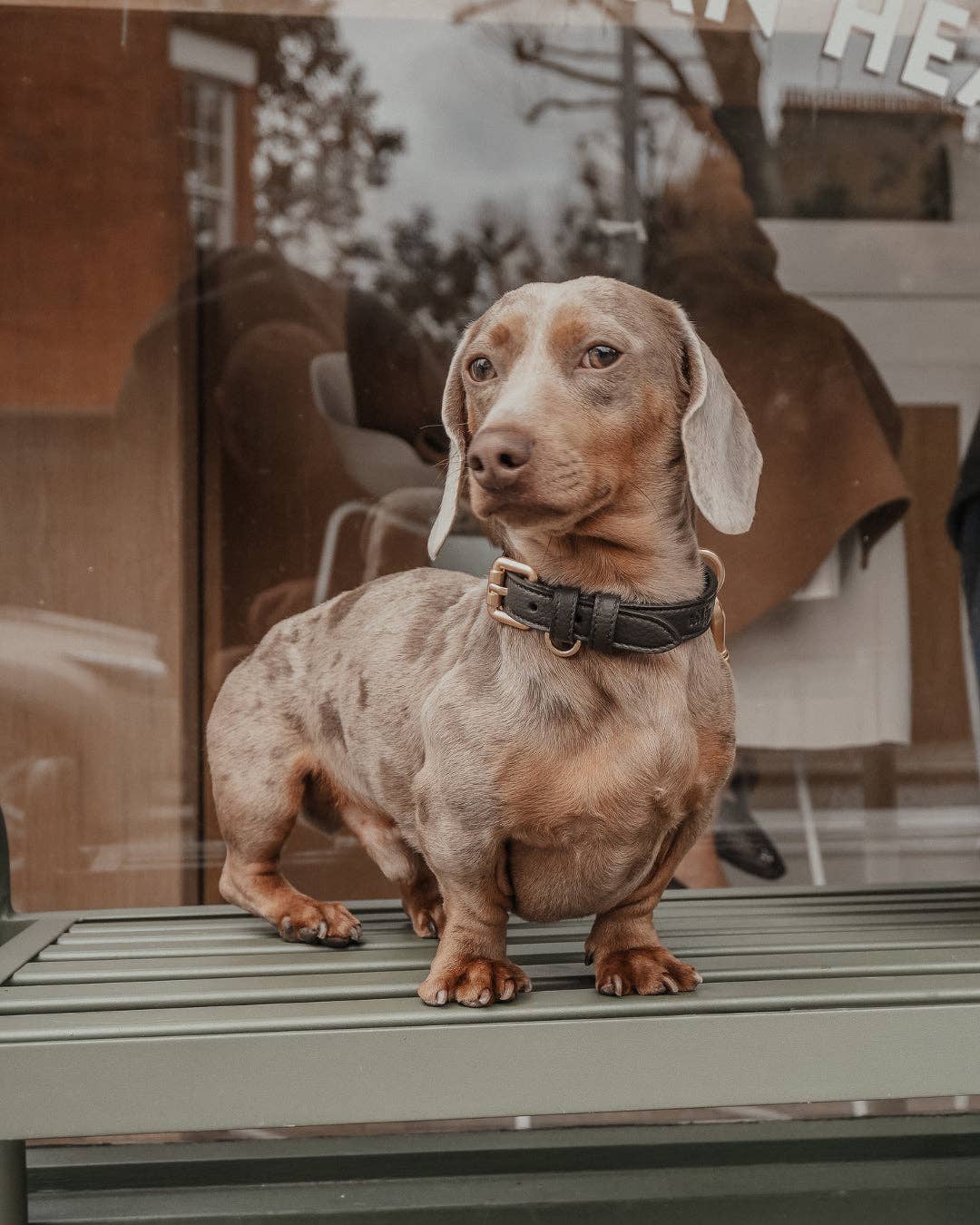 Hundehalsband Studio Collar Chocolate – By Teddy