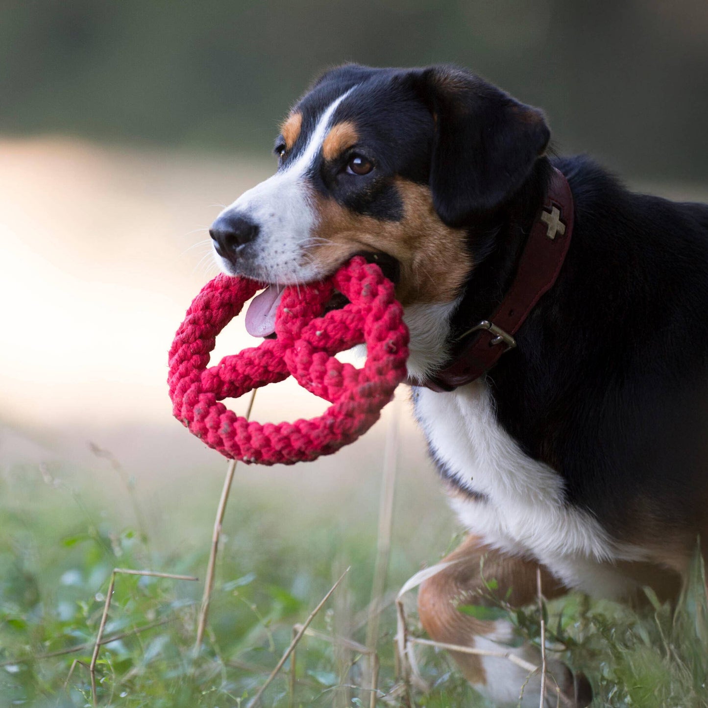Paula & Paulchen Peace Hundespielzeug kaufen Schweiz – Studio Neva