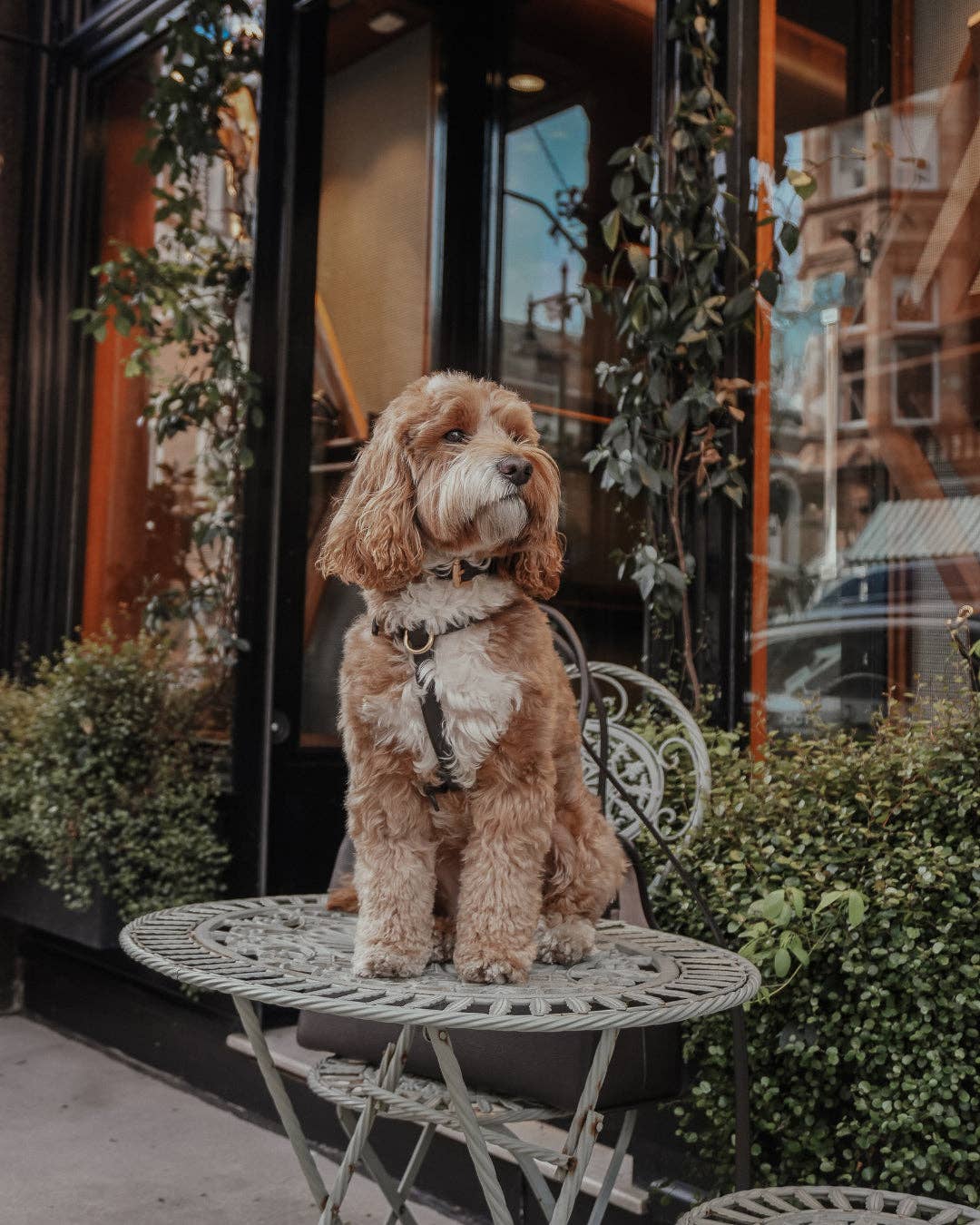 Step-In Hundegeschirr Chocolate – By Teddy