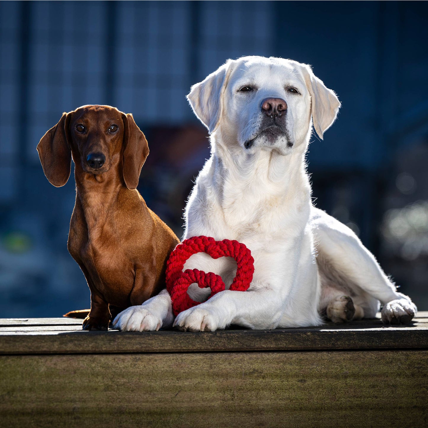 Hertha Heart Hundespielzeug Love of Chewing – Studio Neva