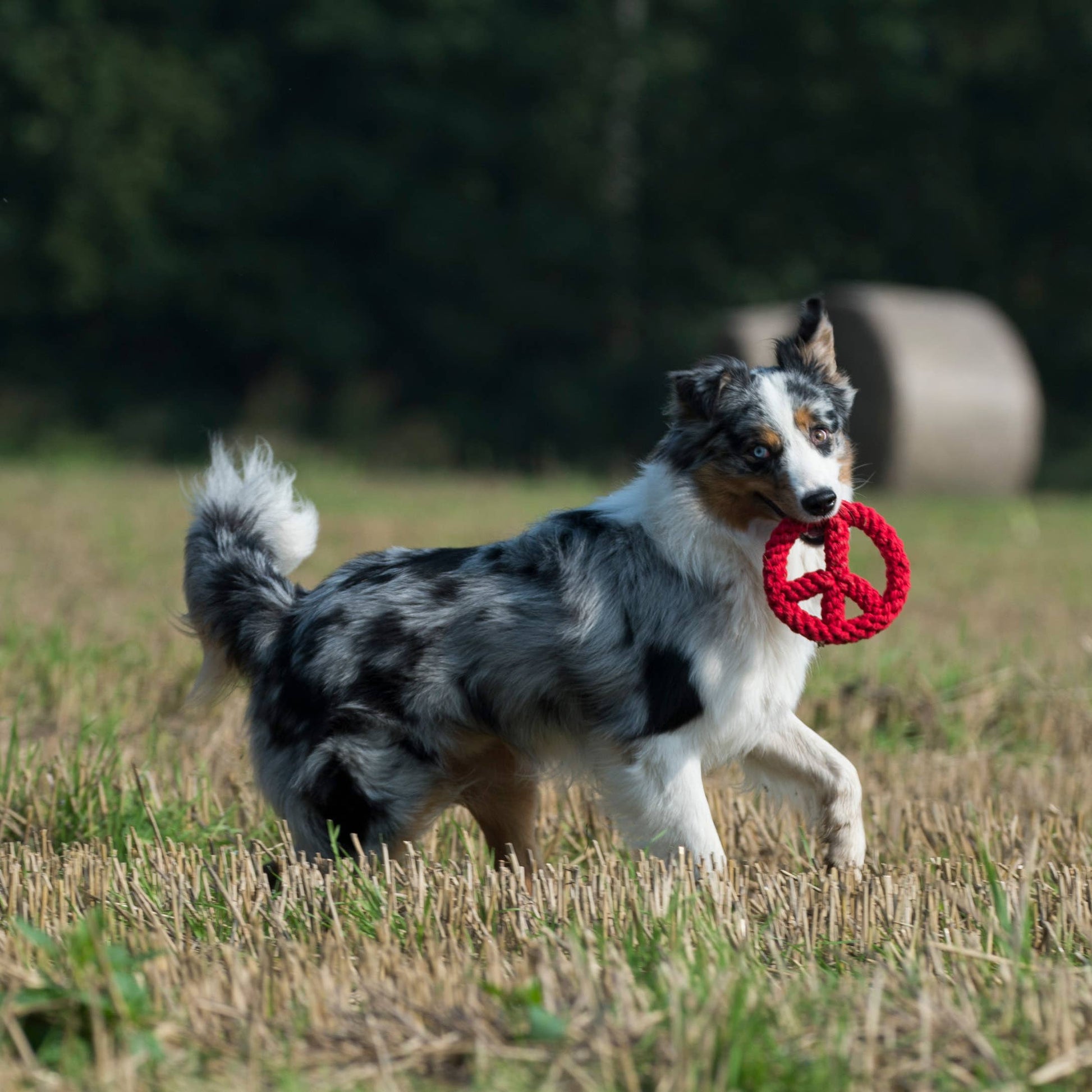 Paula & Paulchen Peace Spielzeug Hund weich – Studio Neva