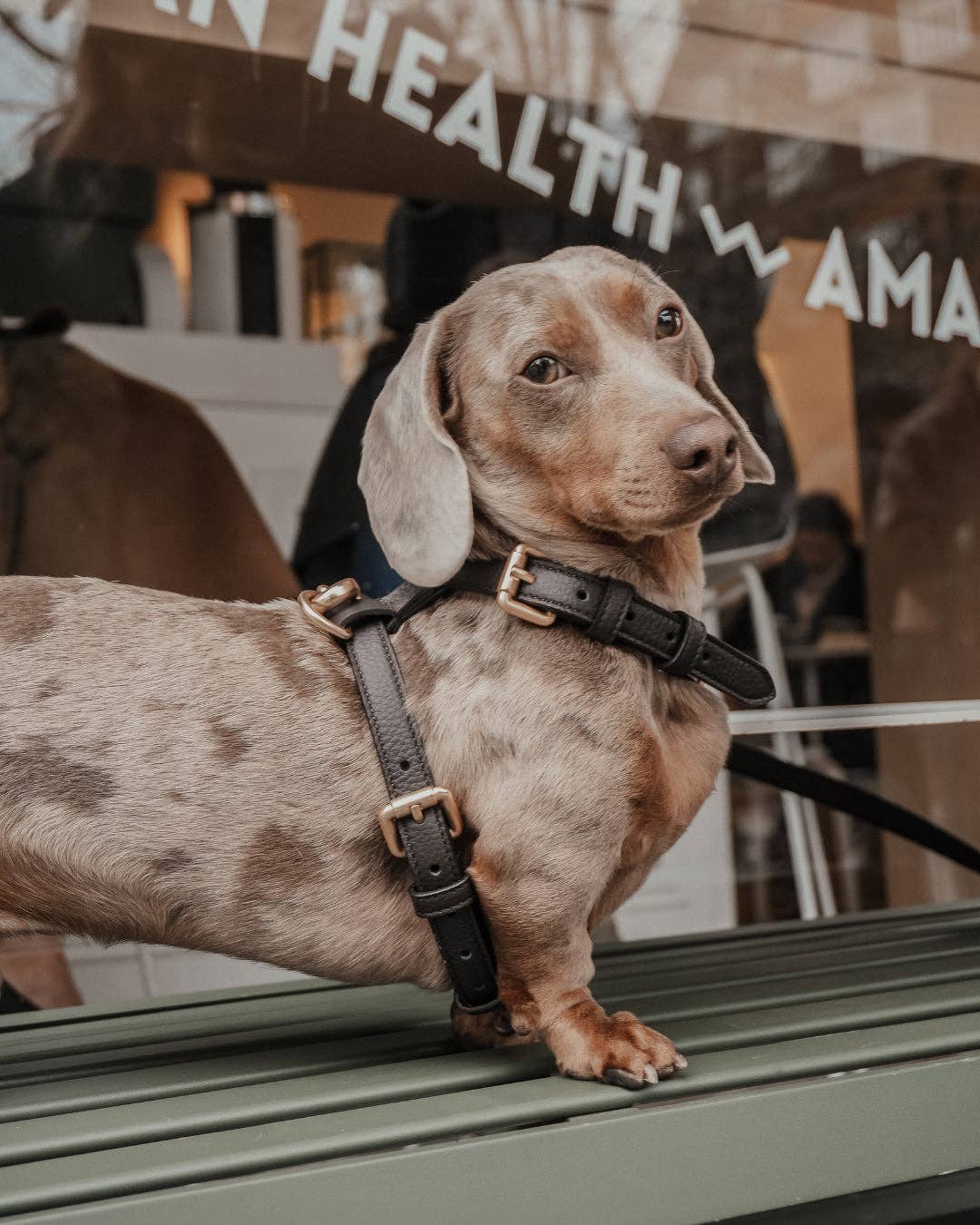 Step-In Hundegeschirr Chocolate – By Teddy
