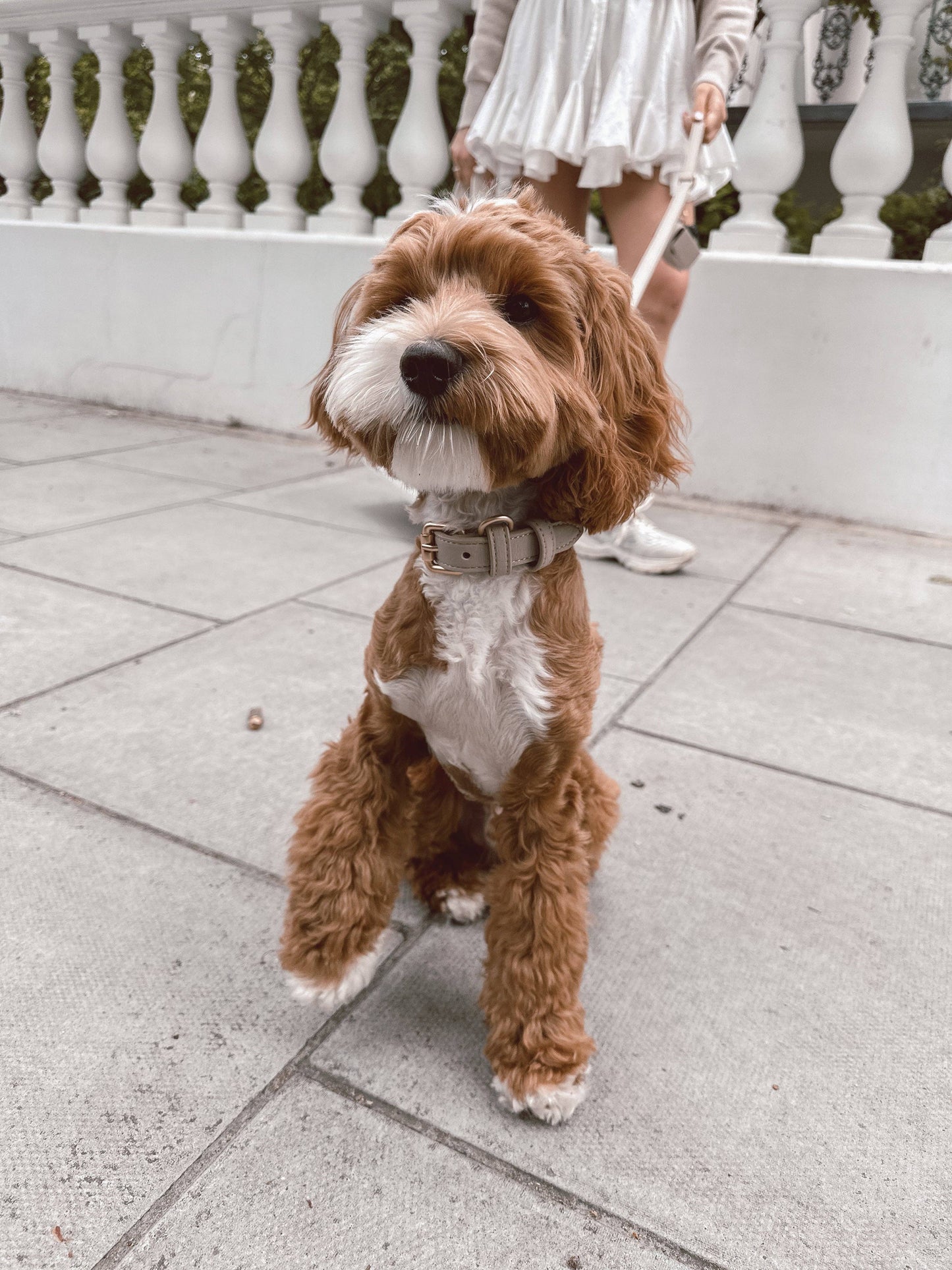 Hundehalsband Studio Collar Hazelnut By Teddy – Studio Neva