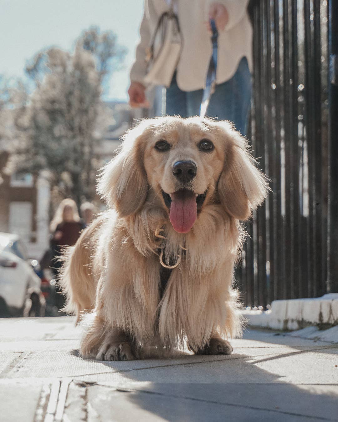 Step-In Hundegeschirr Chocolate – By Teddy