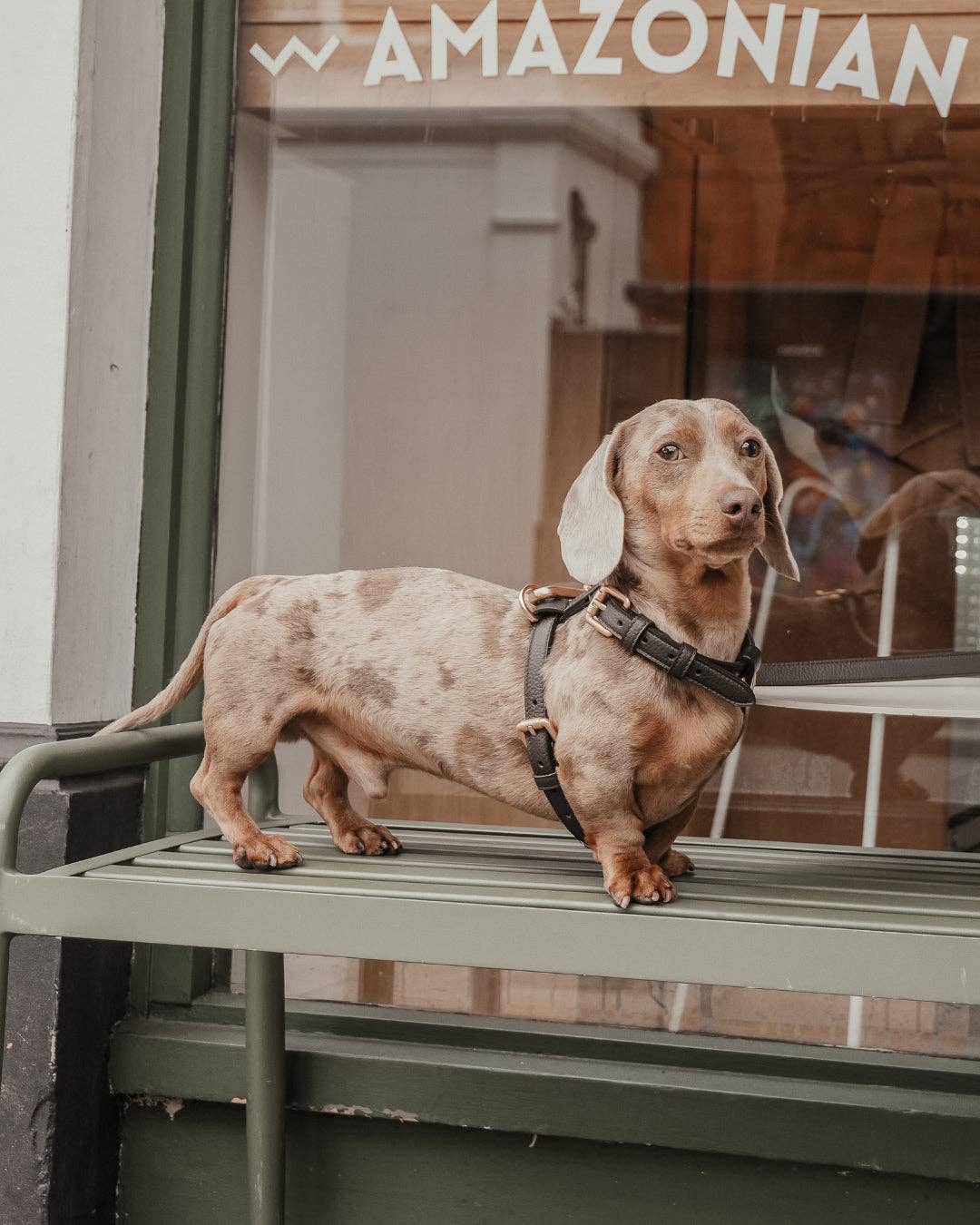 Step-In Hundegeschirr Chocolate – By Teddy