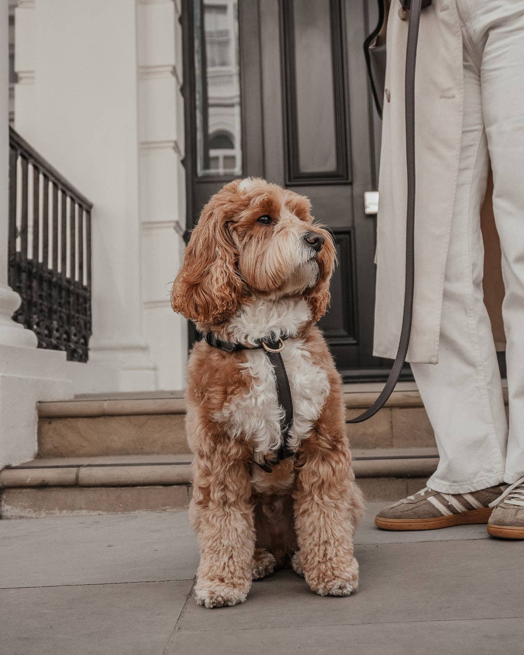 Step-In Hundegeschirr Chocolate – By Teddy