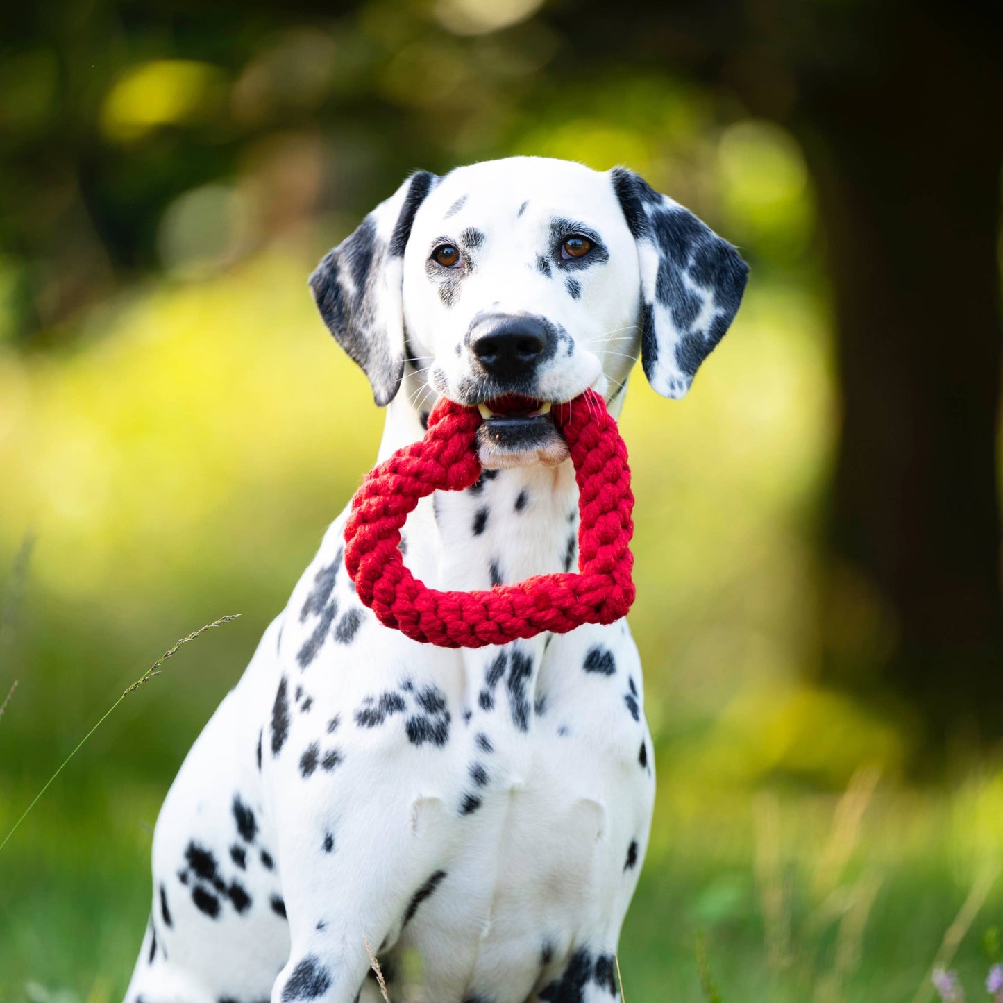 Hund spielt mit Hertha Heart Kauspielzeug – Studio Neva