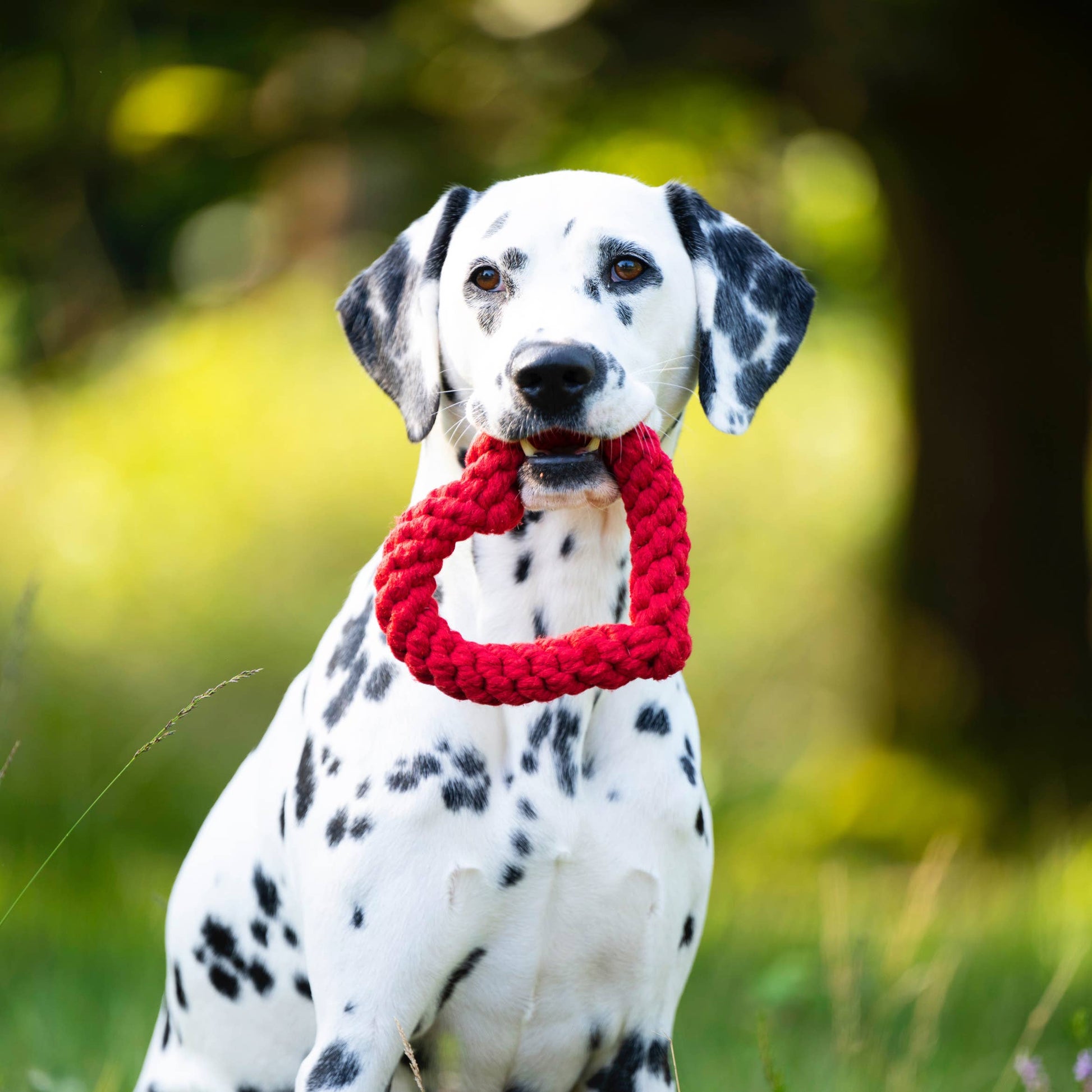 Hund spielt mit Hertha Heart Kauspielzeug – Studio Neva