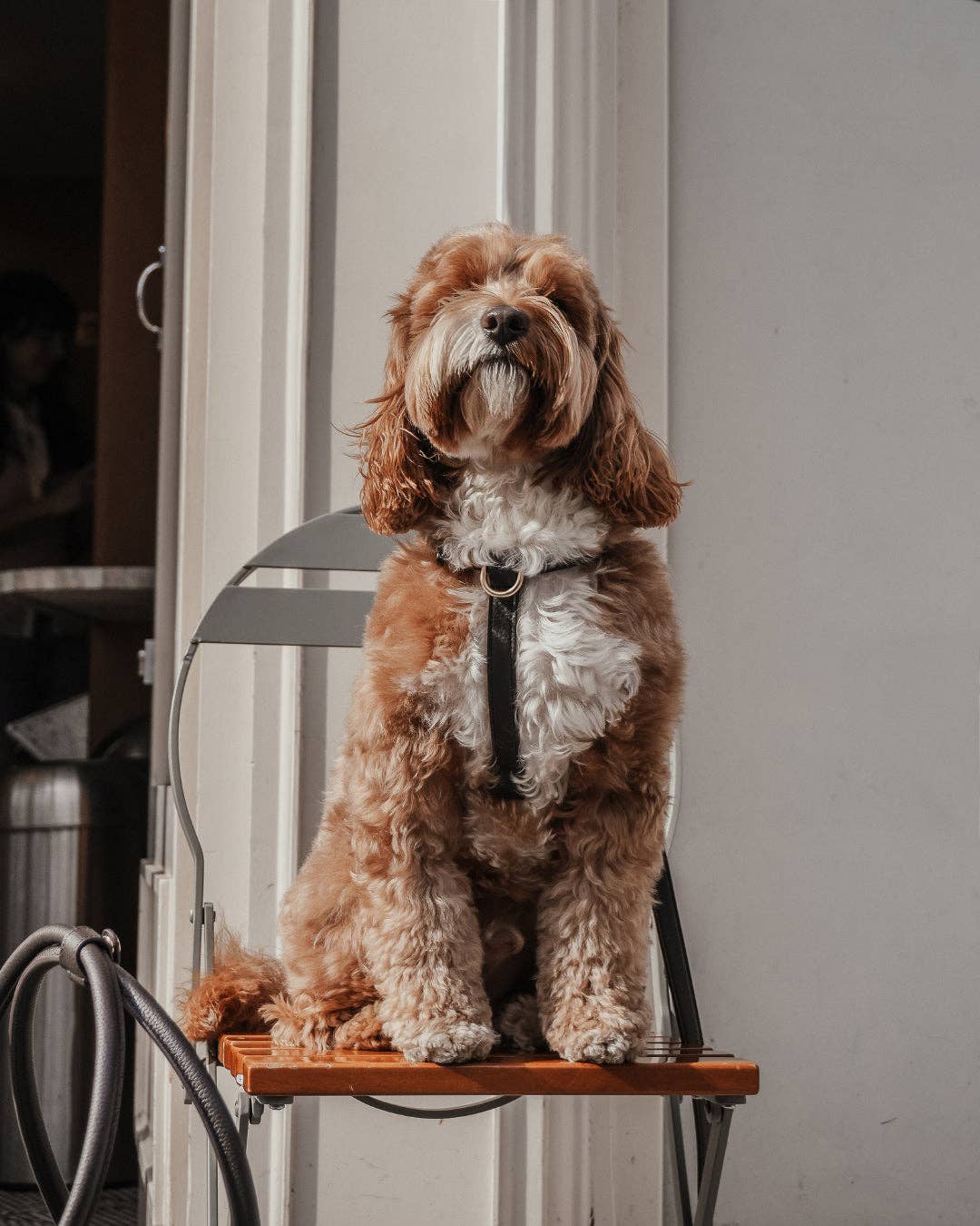 Step-In Hundegeschirr Chocolate – By Teddy