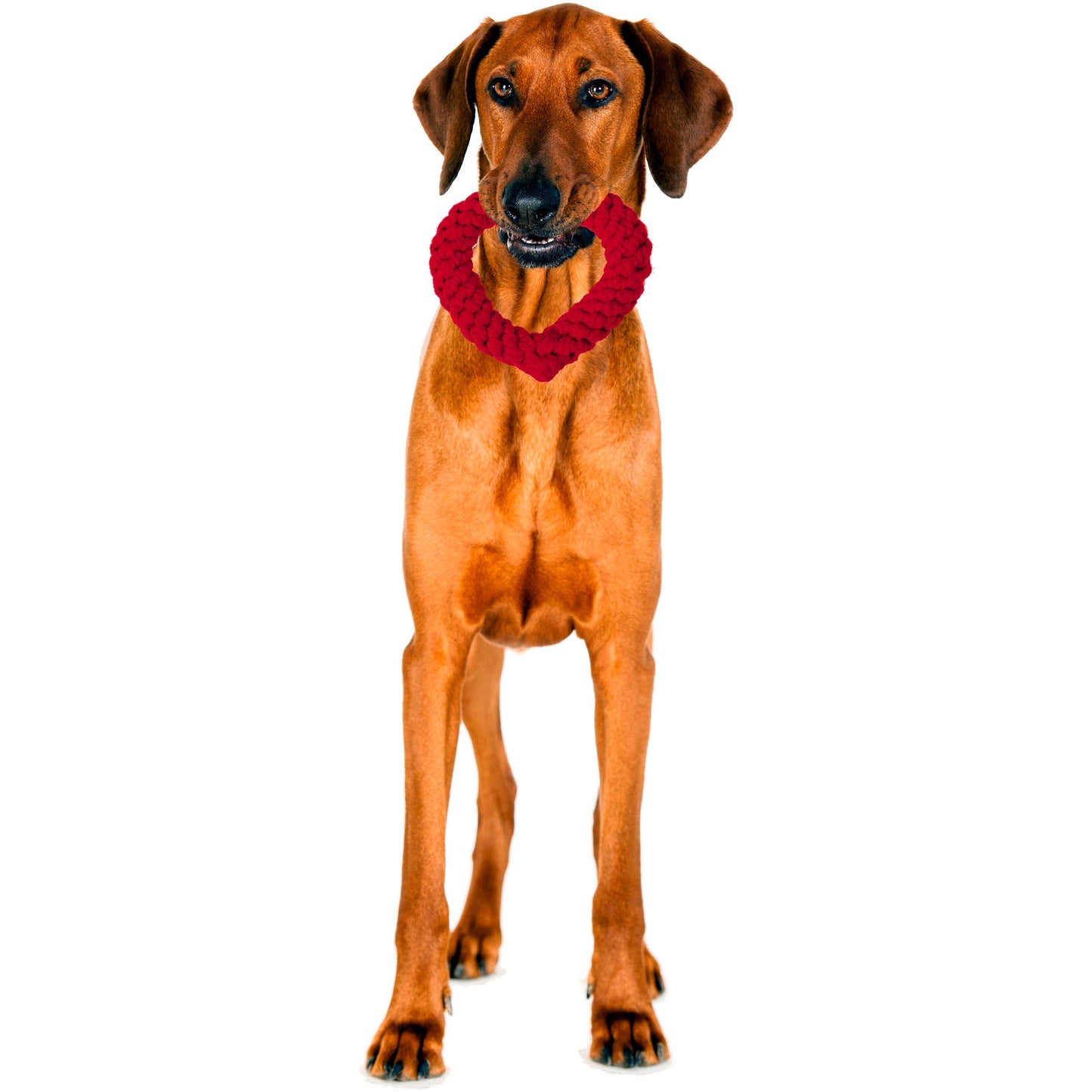 Hertha Heart Hundespielzeug kaufen Schweiz – Studio Neva