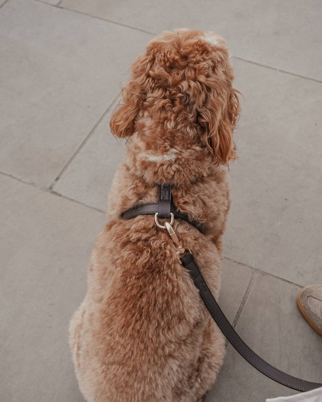 Step-In Hundegeschirr Chocolate – By Teddy