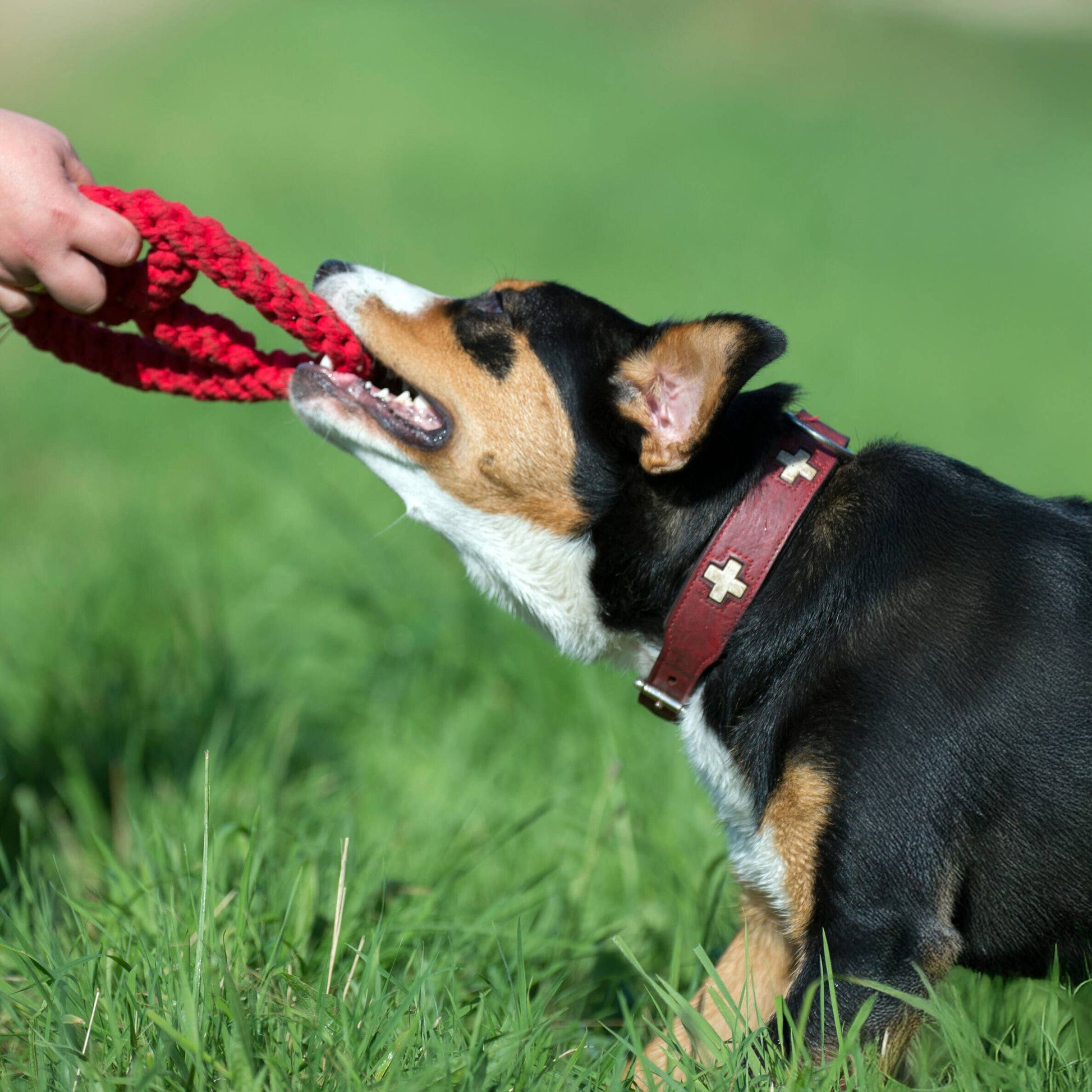 Hund spielt mit Paula & Paulchen Peace Spielzeug – Studio Neva
